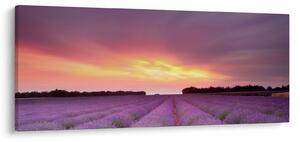 Slika - Polje lavande (120x50 cm)