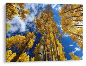 Slika - Aspen (70x50 cm)