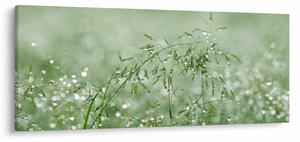 Slika - Jutarnja rosa na vlatima trave (120x50 cm)