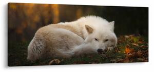 Slika - Vuk koji se odmara (120x50 cm)