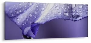 Slika - Latica s kapljicama (120x50 cm)