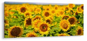 Slika - Suncokreti (120x50 cm)