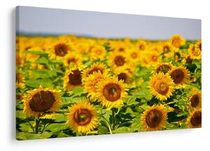 Slika - Suncokreti (90x60 cm)