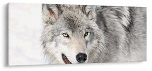 Slika - Vuk u prirodi (120x50 cm)