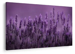 Slika - Lavanda (90x60 cm)