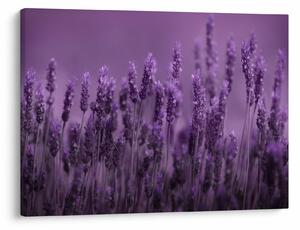 Slika - Lavanda (70x50 cm)