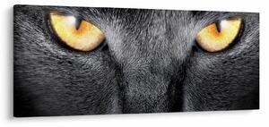 Slika - Portret mačke izbliza (120x50 cm)