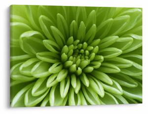 Slika - Makro slika biljke (70x50 cm)