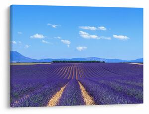 Slika - Polje lavande (70x50 cm)