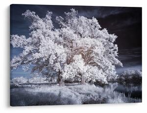 Slika - Snjeguljica Drvo (70x50 cm)