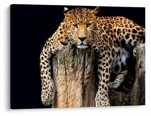 Slika - gepard (70x50 cm)