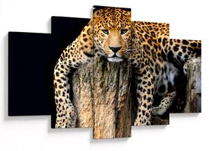 Slika - gepard (150x105 cm)