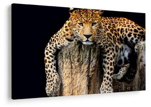 Slika - gepard (90x60 cm)