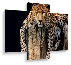 Slika - gepard (90x60 cm)