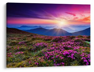 Slika - Planinski cvjetni krajolik (70x50 cm)