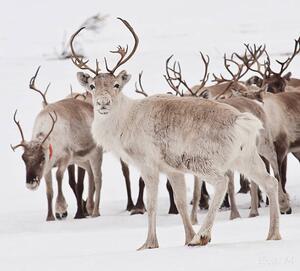 Fotografija Reindeer with antlers, Eva Mårtensson