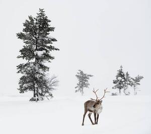 Fotografija Reindeer standing in snow in winter, RelaxFoto.de
