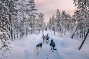 Fotografija Husky dog sledding in Lapland, Finland, serts