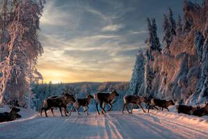 Fotografija A group of reindeers crossing the, Jonas / Bildmedia / 500px