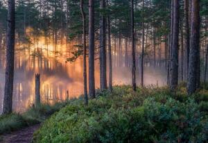Fotografija Scenic forest landscape with beautiful misty, Riekkinen