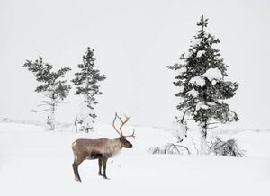 Fotografija Reindeer standing in snowy winter landscape, RelaxFoto.de