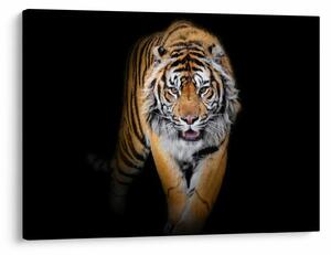 Slika - Tigar (70x50 cm)