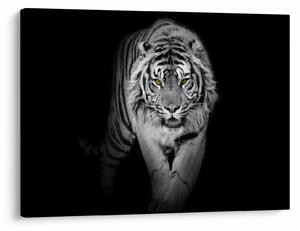 Slika - Tigar sa žutim očima (70x50 cm)