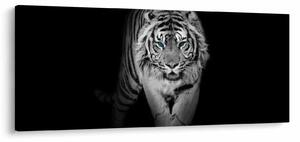 Slika - Tigar s plavim očima (120x50 cm)