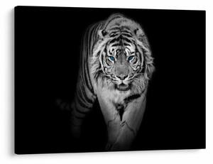 Slika - Tigar s plavim očima (70x50 cm)