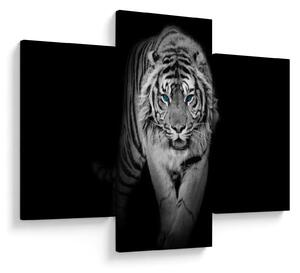 Slika - Tigar s plavim očima (90x60 cm)