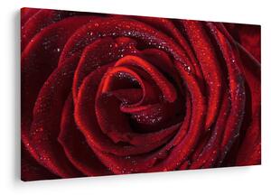 Slika - Crvena ruža s kapljicama rose (90x60 cm)