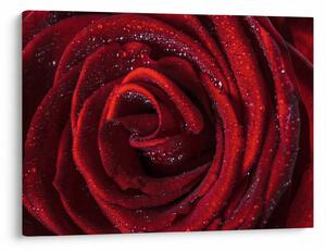 Slika - Crvena ruža s kapljicama rose (70x50 cm)