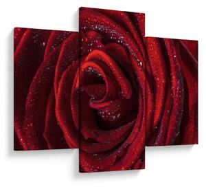 Slika - Crvena ruža s kapljicama rose (90x60 cm)