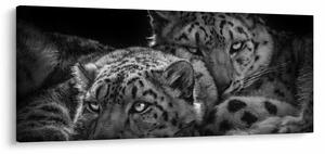 Slika - Gepardi koji se odmaraju (120x50 cm)
