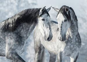 Umjetnička fotografija Portrait of two spanish grey stallions, Abramova_Kseniya, (40 x 30 cm)
