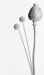 Umjetnička fotografija Poppy Seed Capsule Black and White, Studio Collection, (26.7 x 40 cm)