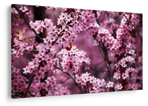 Slika - Ružičasta sakura (90x60 cm)