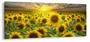 Slika - Suncokreti na zalasku sunca (120x50 cm)
