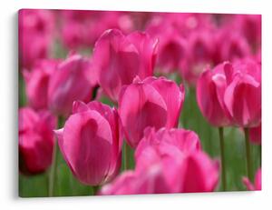 Slika - Ružičasti tulipani (70x50 cm)