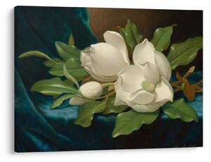 Slika - Martin Johnson Heade, Giant Magnolias on a Blue Velvet Cloth, reprodukcije (70x50 cm)