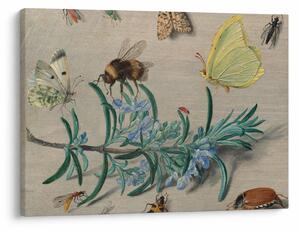 Slika - Jan van Kessel the Elder, Insects and a Sprig of Rosemary, reprodukcije (70x50 cm)