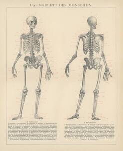 Ilustracija Old engraved illustration of human skeletons, mikroman6