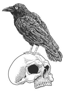 Ilustracija Crow Raven Corvus Bird and Skull Vintage Woodcut, ChrisGorgio