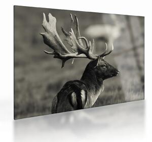 Staklena slika - Jelen (70x50 cm)