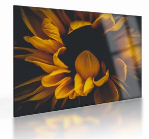 Staklena slika - Suncokreti u crnoj pozadini (70x50 cm)