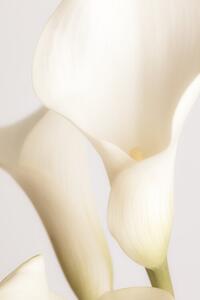 Fotografija White Calla Lily No 2, Studio Collection