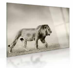Staklena slika - Gladni lav (70x50 cm)