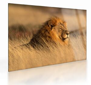 Staklena slika - Nacionalni park Etosha (70x50 cm)