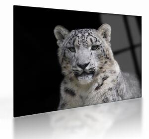 Staklena slika - Snježni leopard (70x50 cm)