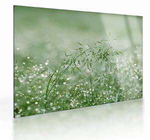 Staklena slika - Jutarnja rosa na vlatima trave (70x50 cm)